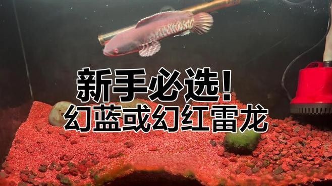 哪種藍色雷龍魚最適合新手（新手飼養(yǎng)藍色系雷龍魚）