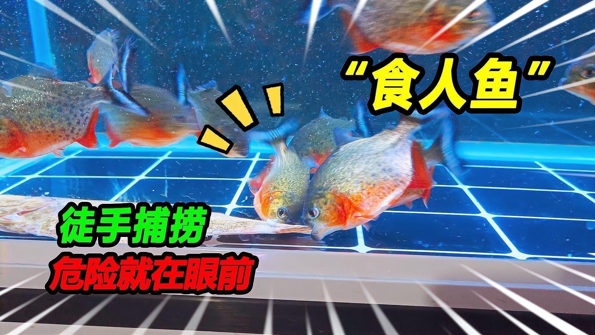 斑馬狗頭魚和龍魚混養(yǎng)案例（斑馬狗頭魚與龍魚混養(yǎng)存在顯著風(fēng)險(xiǎn)）
