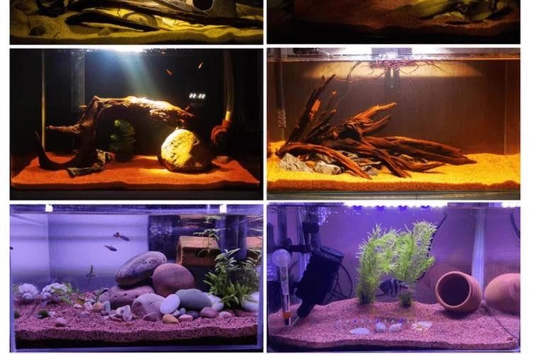 雷龍魚缸底砂需要清洗嗎？（雷龍魚缸底砂是否需要清洗取決于底砂類型、厚度及飼養環境）