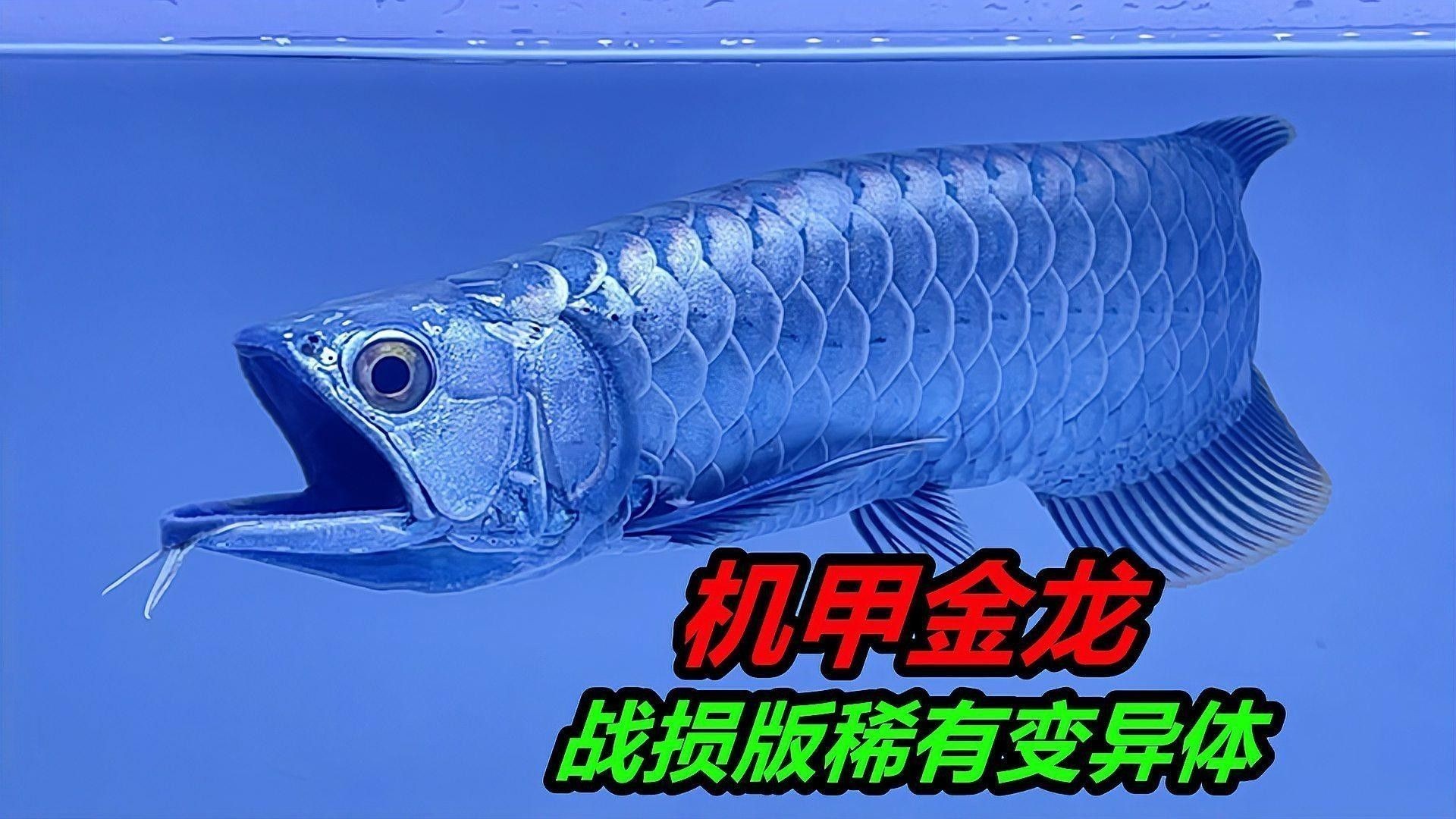 如何改善B過金龍魚的金質表現？（b過金龍魚的金質表現需從基因篩選、飼養環境、營養管理等多方面綜合調控）