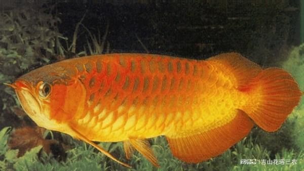 如何改善B過金龍魚的金質表現？（b過金龍魚的金質表現需從基因篩選、飼養環境、營養管理等多方面綜合調控）