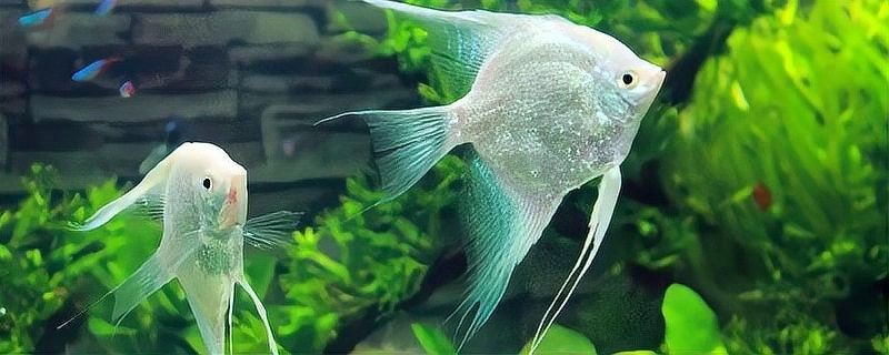 紫燕血紅龍繁殖期如何護(hù)理？（每日8~12小時(shí)柔和光照）