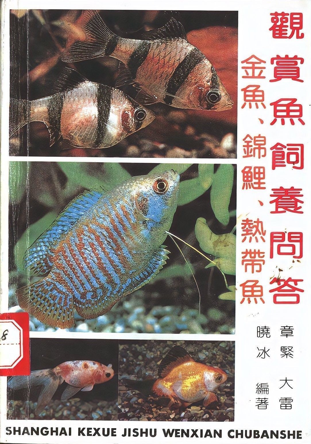藍寶石龍魚繁殖需要注意什么（養魚老道聽，藍寶石龍魚怎么繁殖）
