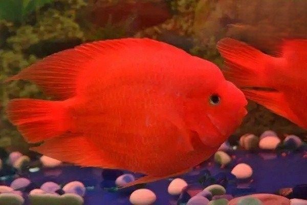 龍魚黑斑會自行消失嗎（魚得了黑斑病能自愈嗎）