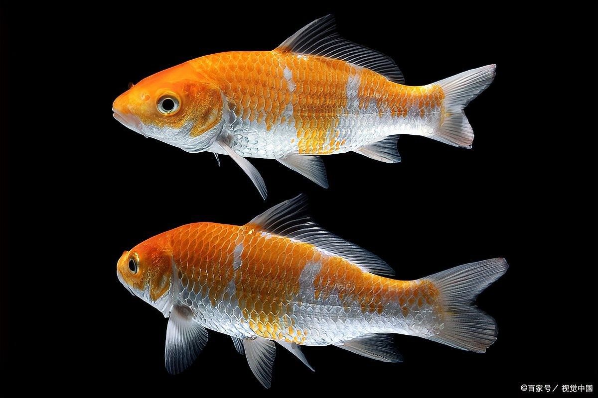 龍魚黑斑會自行消失嗎（魚得了黑斑病能自愈嗎）