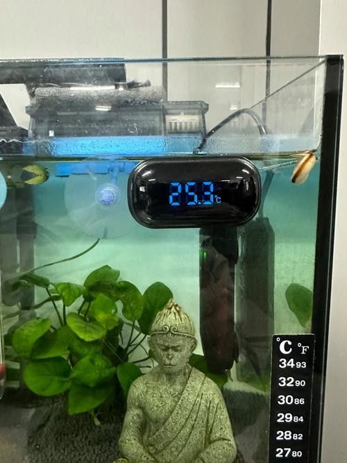 金龍魚缸溫度計推薦（金龍魚缸溫度計哪種好途） 金龍魚缸溫度計推薦（金龍魚缸溫度計哪種好途） 龍魚百科 第2張
