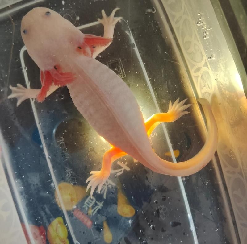 恐龍魚腹水能自愈嗎？（六角恐龍翻肚能自愈嗎）