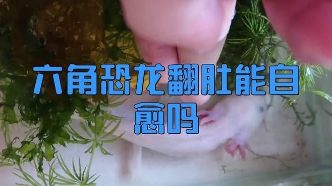 恐龍魚腹水能自愈嗎？（六角恐龍翻肚能自愈嗎）