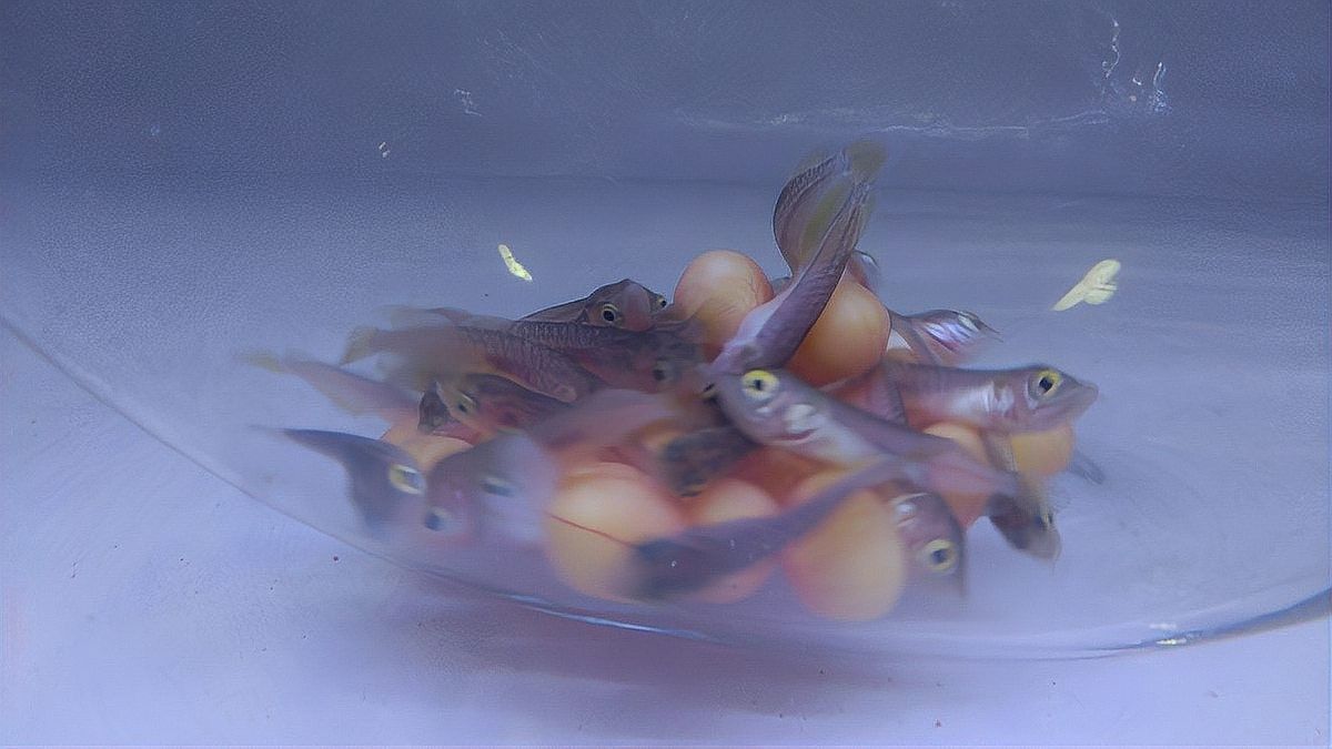 恐龍魚腹水能自愈嗎？（六角恐龍翻肚能自愈嗎）