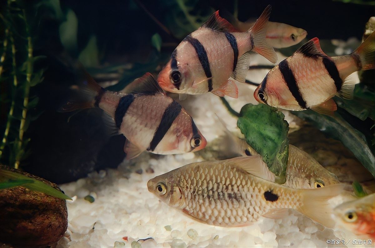 白玉龍魚多久喂一次（養龍魚應該注意些什么喂魚,最簡單的卻最容易犯錯）