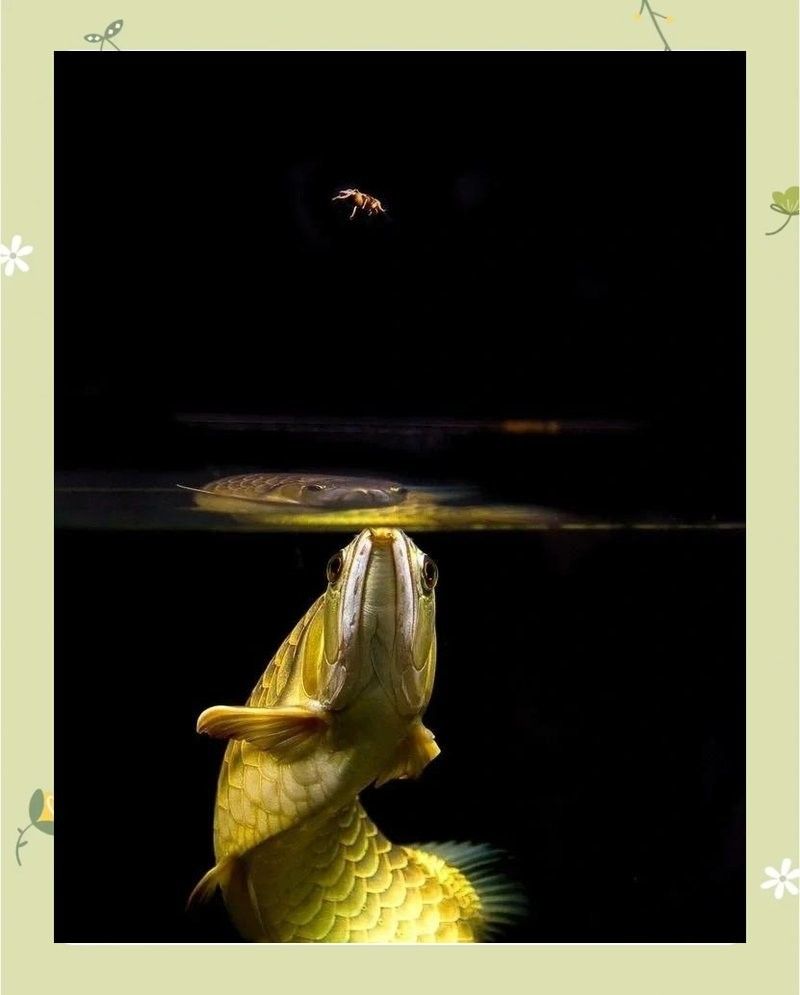 金龍魚最大能長多大（金龍魚的最大體長因品種和飼養條件差異較大）