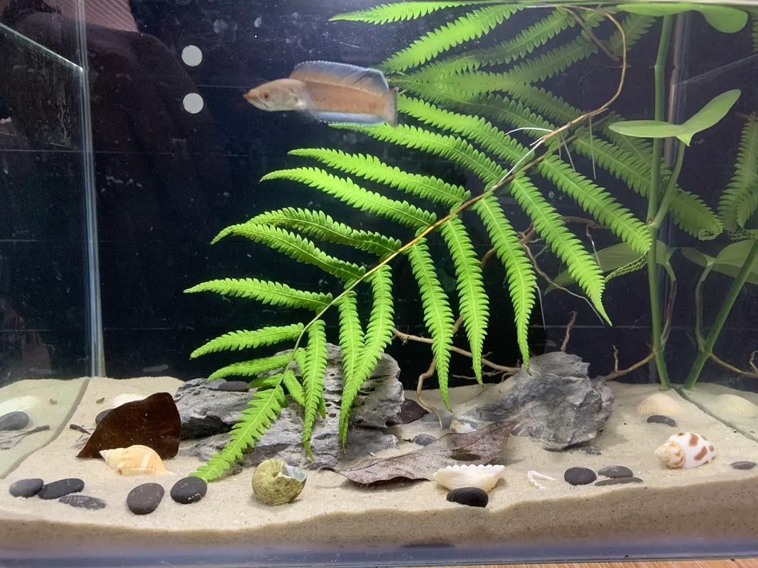 奶茶雷龍魚缸造景圖片欣賞（奶茶雷龍魚新家大揭秘一米五大缸造景全攻略）