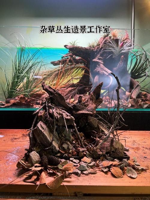 奶茶雷龍魚缸造景圖片欣賞（奶茶雷龍魚新家大揭秘一米五大缸造景全攻略）