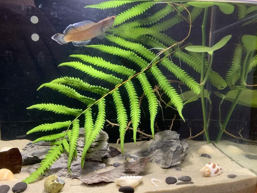 奶茶雷龍魚缸造景圖片欣賞（奶茶雷龍魚新家大揭秘一米五大缸造景全攻略）