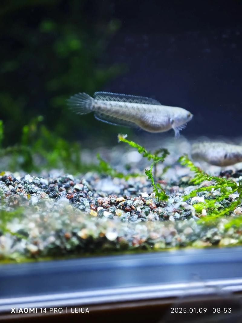 奶茶雷龍魚缸造景圖片欣賞（奶茶雷龍魚新家大揭秘一米五大缸造景全攻略）