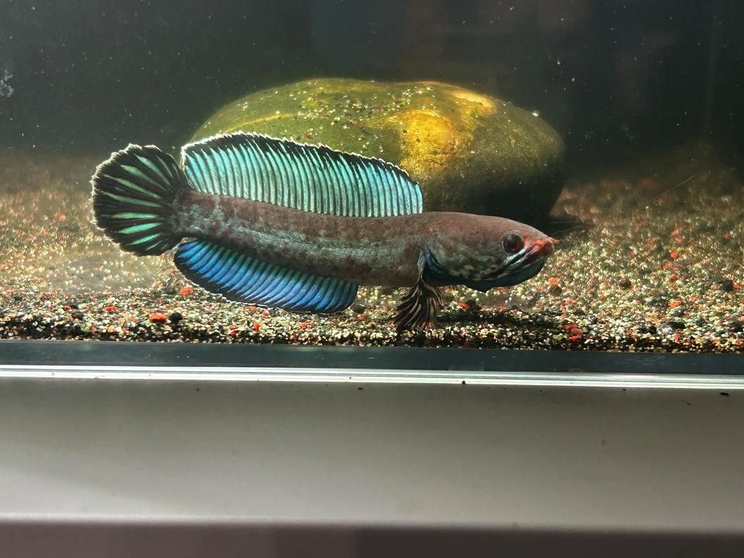 奶茶雷龍魚缸造景圖片欣賞（奶茶雷龍魚新家大揭秘一米五大缸造景全攻略）