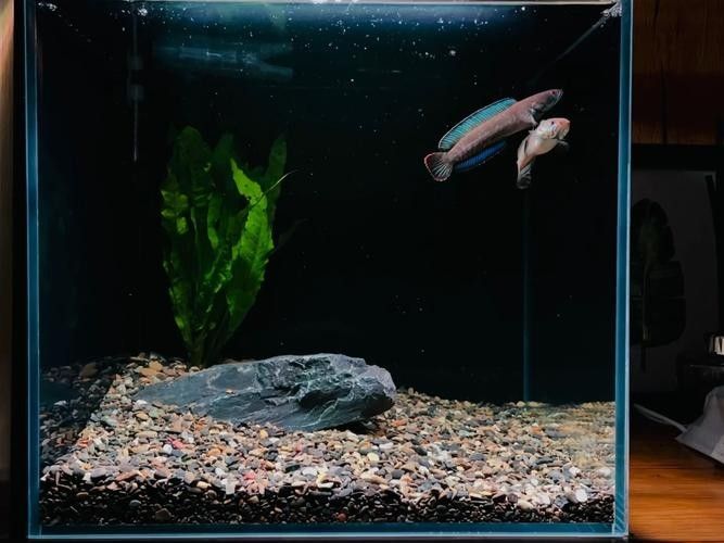 奶茶雷龍魚缸造景圖片欣賞（奶茶雷龍魚新家大揭秘一米五大缸造景全攻略）
