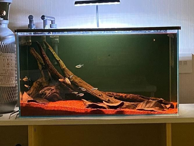 奶茶雷龍魚缸造景圖片欣賞（奶茶雷龍魚新家大揭秘一米五大缸造景全攻略）
