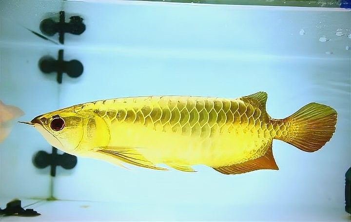 20cm過背金龍魚多久喂一次（20cm的過背金龍魚屬于幼魚階段，建議每天喂食1-2次）
