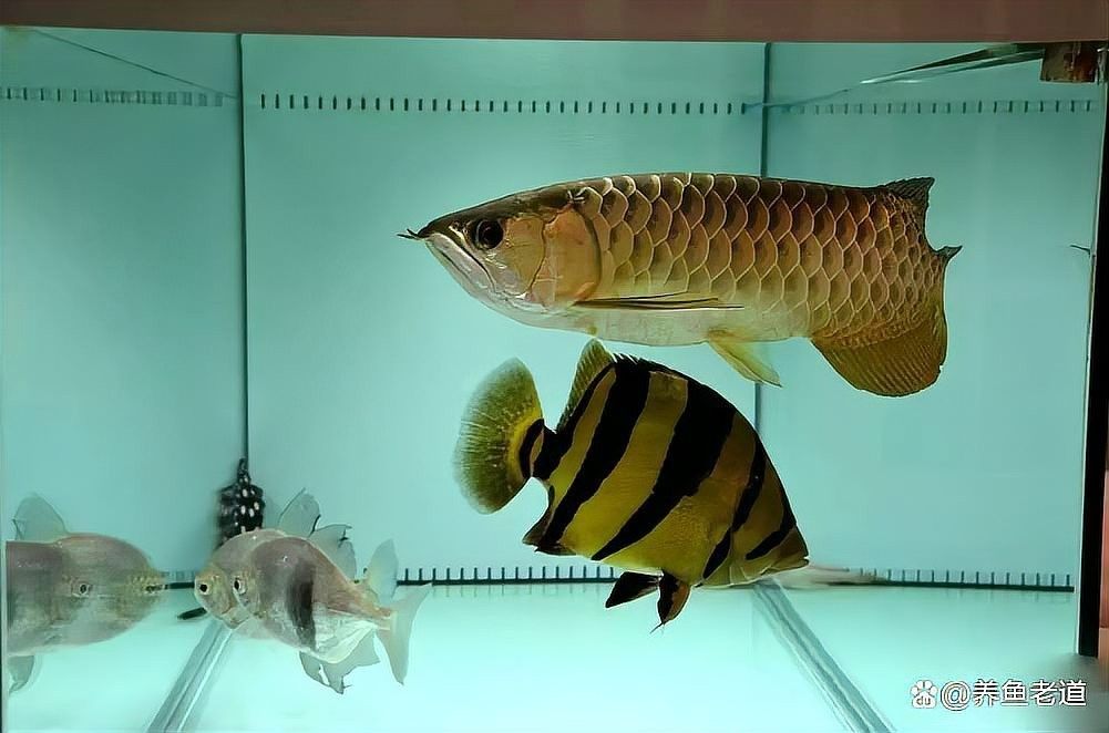 飛鳳魚為什么吸龍魚？（如何避免飛鳳魚吸食龍魚？） 飛鳳魚為什么吸龍魚？（如何避免飛鳳魚吸食龍魚？） 龍魚百科 第4張