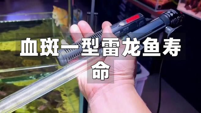 哪種雷龍魚品種壽命最長（哪種雷龍魚壽命可達10年以上） 哪種雷龍魚品種壽命最長（哪種雷龍魚壽命可達10年以上） 龍魚百科 第1張