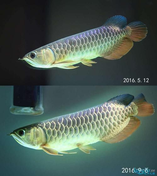 金龍魚燈光需要漸變嗎（金龍魚燈光是否需要根據飼養階段和發色目標綜合調整）