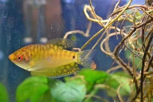 曼龍魚(yú)能活多久？（曼龍魚(yú)壽命通常在2-5年之間具體壽命受飼養(yǎng)條件、品種差異等因素影響較大） 曼龍魚(yú)能活多久？（曼龍魚(yú)壽命通常在2-5年之間具體壽命受飼養(yǎng)條件、品種差異等因素影響較大） 龍魚(yú)百科 第6張