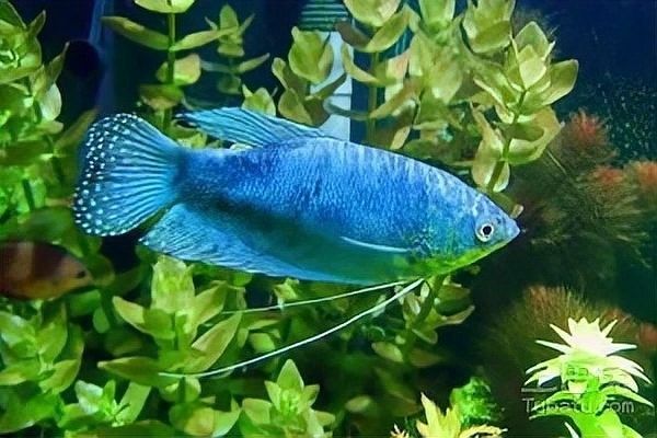 曼龍魚(yú)能活多久？（曼龍魚(yú)壽命通常在2-5年之間具體壽命受飼養(yǎng)條件、品種差異等因素影響較大） 曼龍魚(yú)能活多久？（曼龍魚(yú)壽命通常在2-5年之間具體壽命受飼養(yǎng)條件、品種差異等因素影響較大） 龍魚(yú)百科 第5張