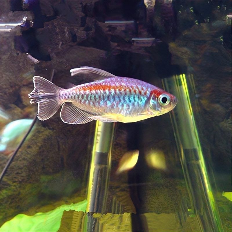 曼龍魚(yú)能活多久？（曼龍魚(yú)壽命通常在2-5年之間具體壽命受飼養(yǎng)條件、品種差異等因素影響較大） 曼龍魚(yú)能活多久？（曼龍魚(yú)壽命通常在2-5年之間具體壽命受飼養(yǎng)條件、品種差異等因素影響較大） 龍魚(yú)百科 第13張