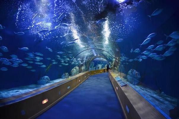 山海關哪個水族館龍魚好？祥龍魚場龍魚（山海關與龍魚相關的水族館及魚場信息如下：祥龍魚場） 山海關哪個水族館龍魚好？祥龍魚場龍魚（山海關與龍魚相關的水族館及魚場信息如下：祥龍魚場） 龍魚百科 第1張