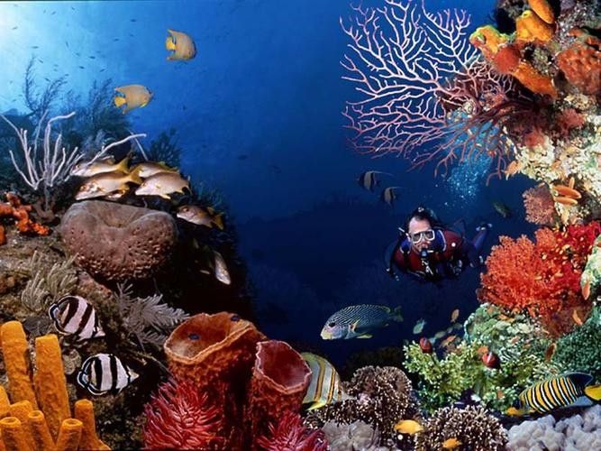山海關哪個水族館龍魚好？祥龍魚場龍魚（山海關與龍魚相關的水族館及魚場信息如下：祥龍魚場） 山海關哪個水族館龍魚好？祥龍魚場龍魚（山海關與龍魚相關的水族館及魚場信息如下：祥龍魚場） 龍魚百科 第5張