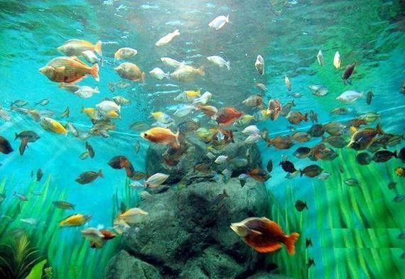 山海關哪個水族館龍魚好？祥龍魚場龍魚（山海關與龍魚相關的水族館及魚場信息如下：祥龍魚場） 山海關哪個水族館龍魚好？祥龍魚場龍魚（山海關與龍魚相關的水族館及魚場信息如下：祥龍魚場） 龍魚百科 第2張