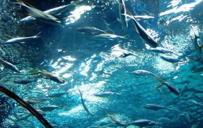 山海關哪個水族館龍魚好？祥龍魚場龍魚（山海關與龍魚相關的水族館及魚場信息如下：祥龍魚場） 山海關哪個水族館龍魚好？祥龍魚場龍魚（山海關與龍魚相關的水族館及魚場信息如下：祥龍魚場） 龍魚百科 第4張