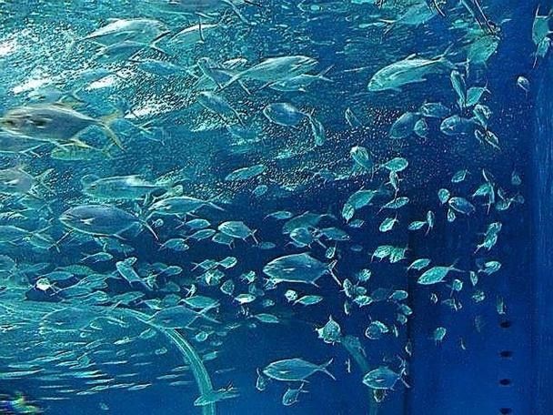 山海關哪個水族館龍魚好？祥龍魚場龍魚（山海關與龍魚相關的水族館及魚場信息如下：祥龍魚場） 山海關哪個水族館龍魚好？祥龍魚場龍魚（山海關與龍魚相關的水族館及魚場信息如下：祥龍魚場） 龍魚百科 第3張