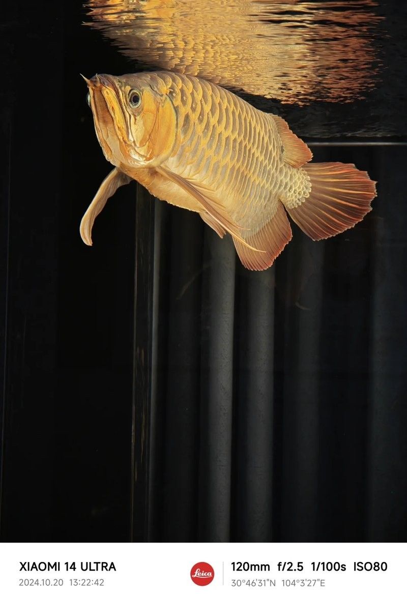 山海關哪個水族館龍魚好？祥龍魚場龍魚（山海關與龍魚相關的水族館及魚場信息如下：祥龍魚場） 山海關哪個水族館龍魚好？祥龍魚場龍魚（山海關與龍魚相關的水族館及魚場信息如下：祥龍魚場） 龍魚百科 第11張