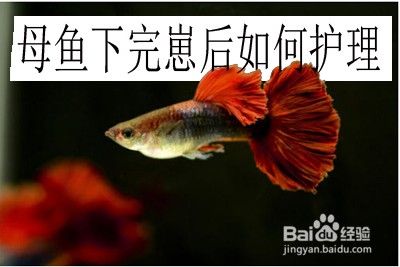 藍底金龍魚繁殖后如何護理（藍底金龍魚繁殖后的護理）