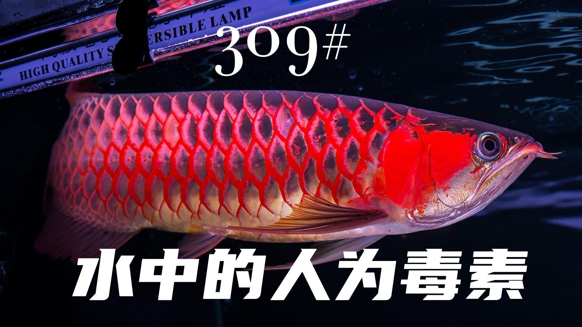 如何預防龍魚中毒？（中國鰻魚網龍魚中毒死亡原因大揭秘如何避免悲劇發生）