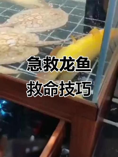 如何預防龍魚中毒？（中國鰻魚網龍魚中毒死亡原因大揭秘如何避免悲劇發生）