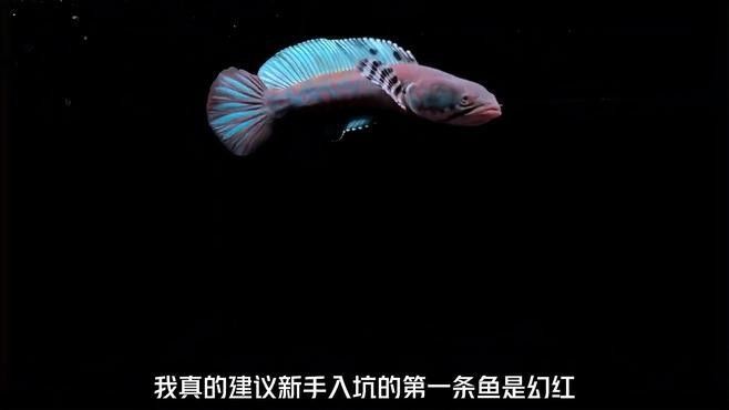 幻紅雷龍魚適合新手嗎（幻彩紅寶石雷龍（簡稱幻紅）是公認最適合新手入門的雷龍魚品種之一） 幻紅雷龍魚適合新手嗎（幻彩紅寶石雷龍（簡稱幻紅）是公認最適合新手入門的雷龍魚品種之一） 龍魚百科 第2張