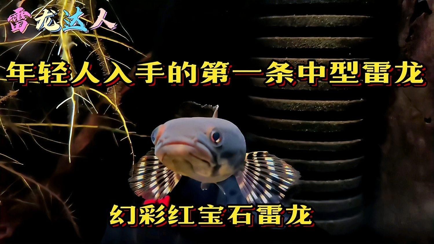 幻紅雷龍魚適合新手嗎（幻彩紅寶石雷龍（簡稱幻紅）是公認最適合新手入門的雷龍魚品種之一） 幻紅雷龍魚適合新手嗎（幻彩紅寶石雷龍（簡稱幻紅）是公認最適合新手入門的雷龍魚品種之一） 龍魚百科 第1張