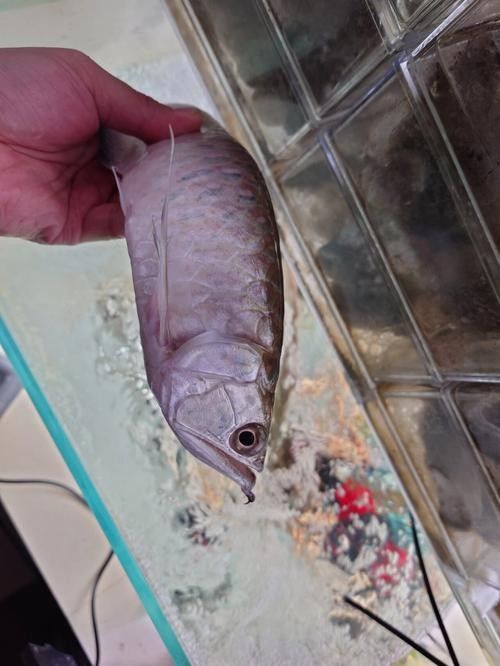 黑帶龍魚的價格是多少？（2017年10月4日全國主要批發(fā)市場黑魚價格行情走勢）