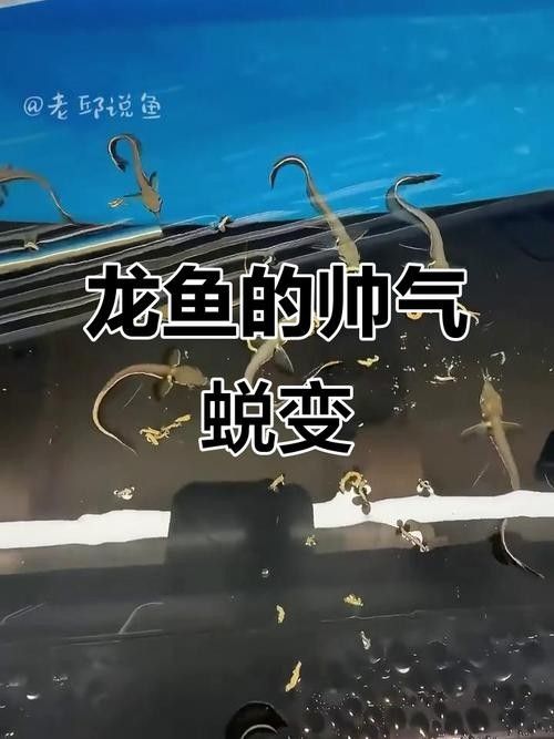 黑帶龍魚的價格是多少？（2017年10月4日全國主要批發(fā)市場黑魚價格行情走勢）
