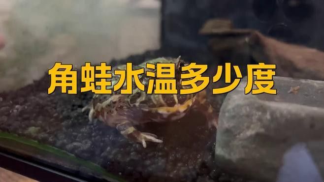 角蛙在龍魚缸中如何飼養（角蛙與龍魚混養存在較大風險）