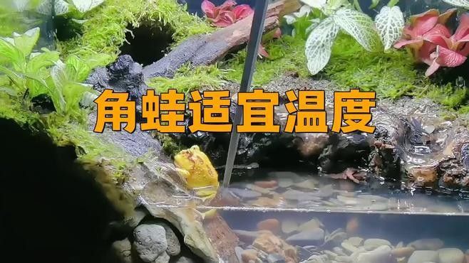 角蛙在龍魚缸中如何飼養（角蛙與龍魚混養存在較大風險）