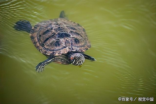 發色輔助半水位對龜有何影響（烏龜能長期養在水里嗎）