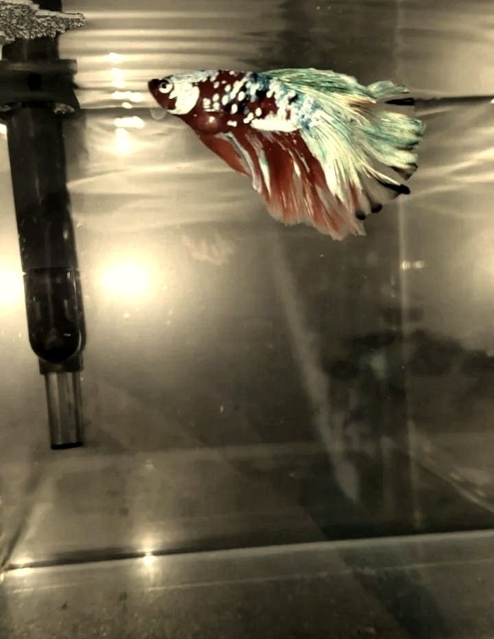 如何預防紅龍魚再次燒尾（刀哥養魚日記龍魚燒尾現象解析）