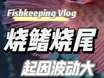 如何預防紅龍魚再次燒尾（刀哥養魚日記龍魚燒尾現象解析）