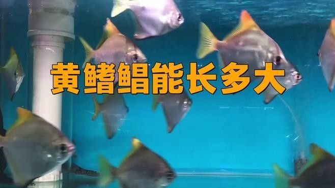 黃鰭鯧和龍魚混養(yǎng)需要多大的魚缸（黃鰭鯧和龍魚混養(yǎng)時魚缸尺寸需同時滿足兩種活動需求）