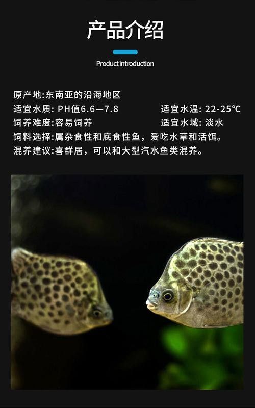 非洲金鼓魚混養最佳搭配（非洲金鼓魚混養建議）