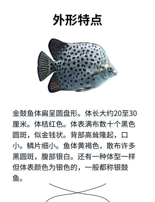 非洲金鼓魚混養最佳搭配（非洲金鼓魚混養建議）